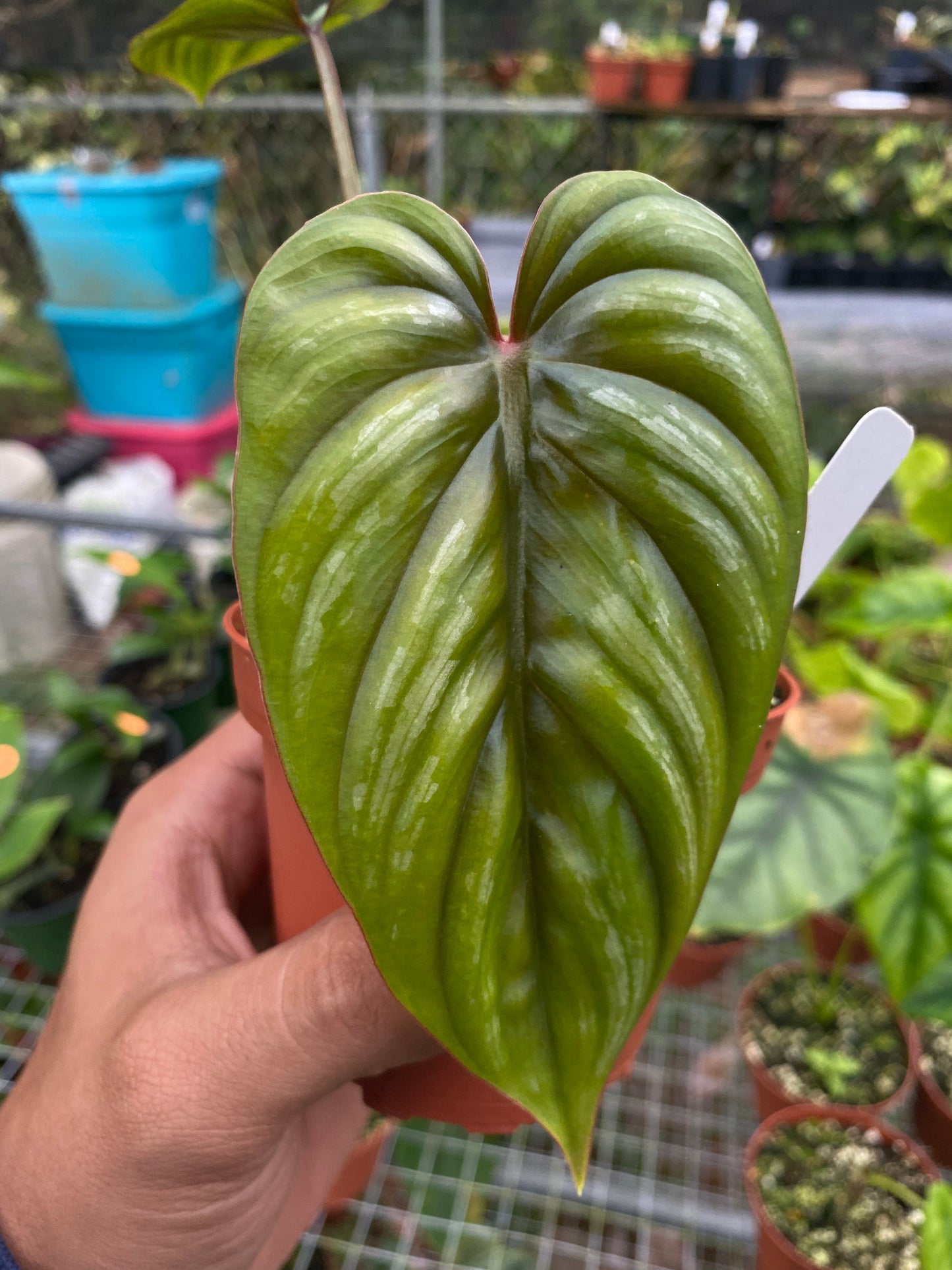 Philodendron plowmanii