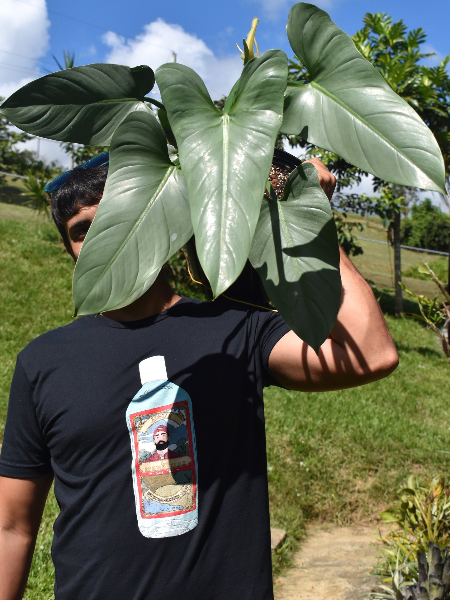 Philodendron hastatum ‘Silver Sword’