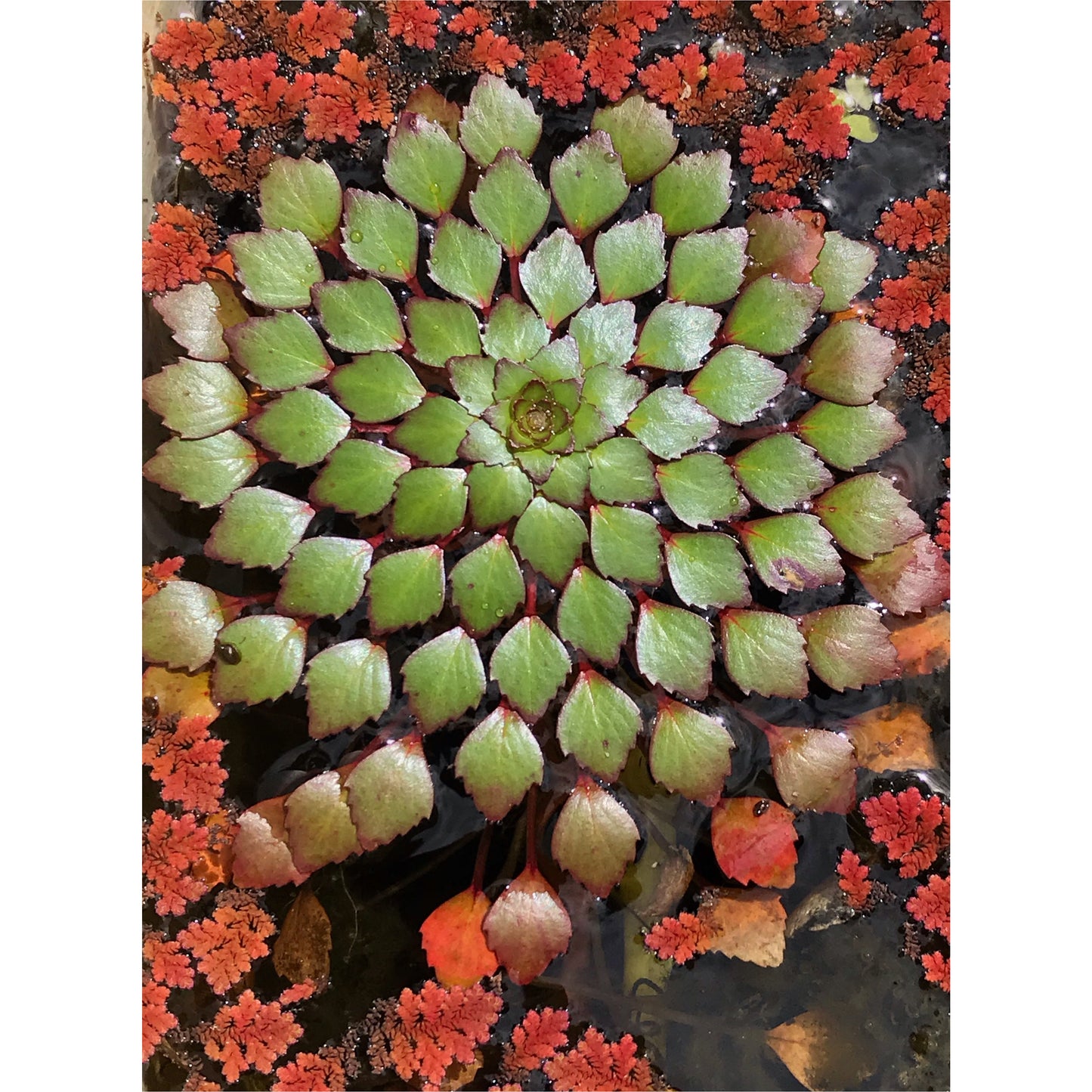 Ledwigia sedoides