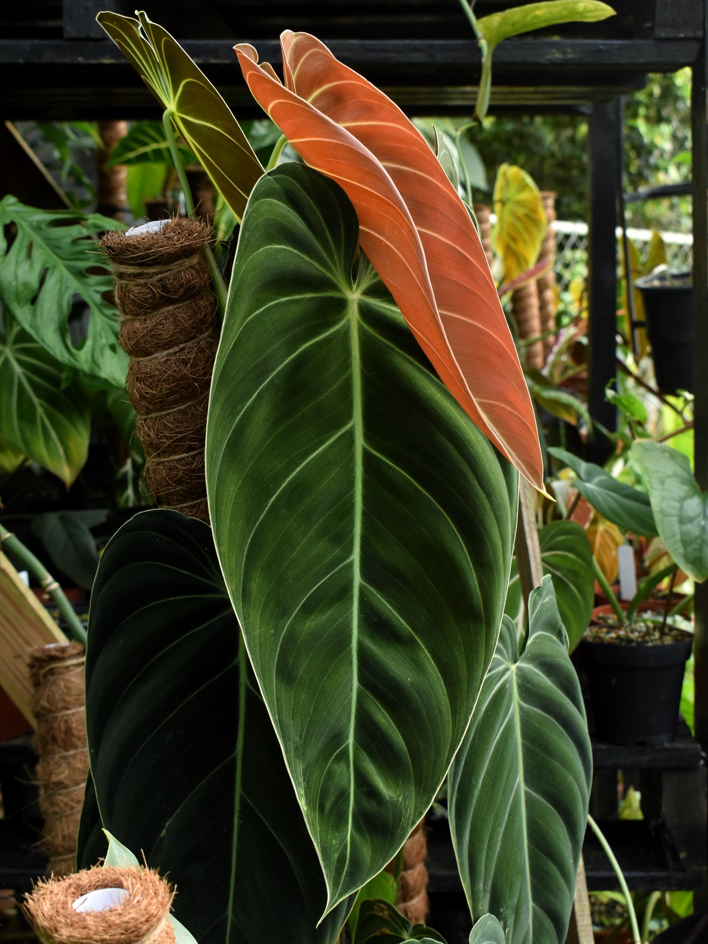 Philodendron melanochrysum