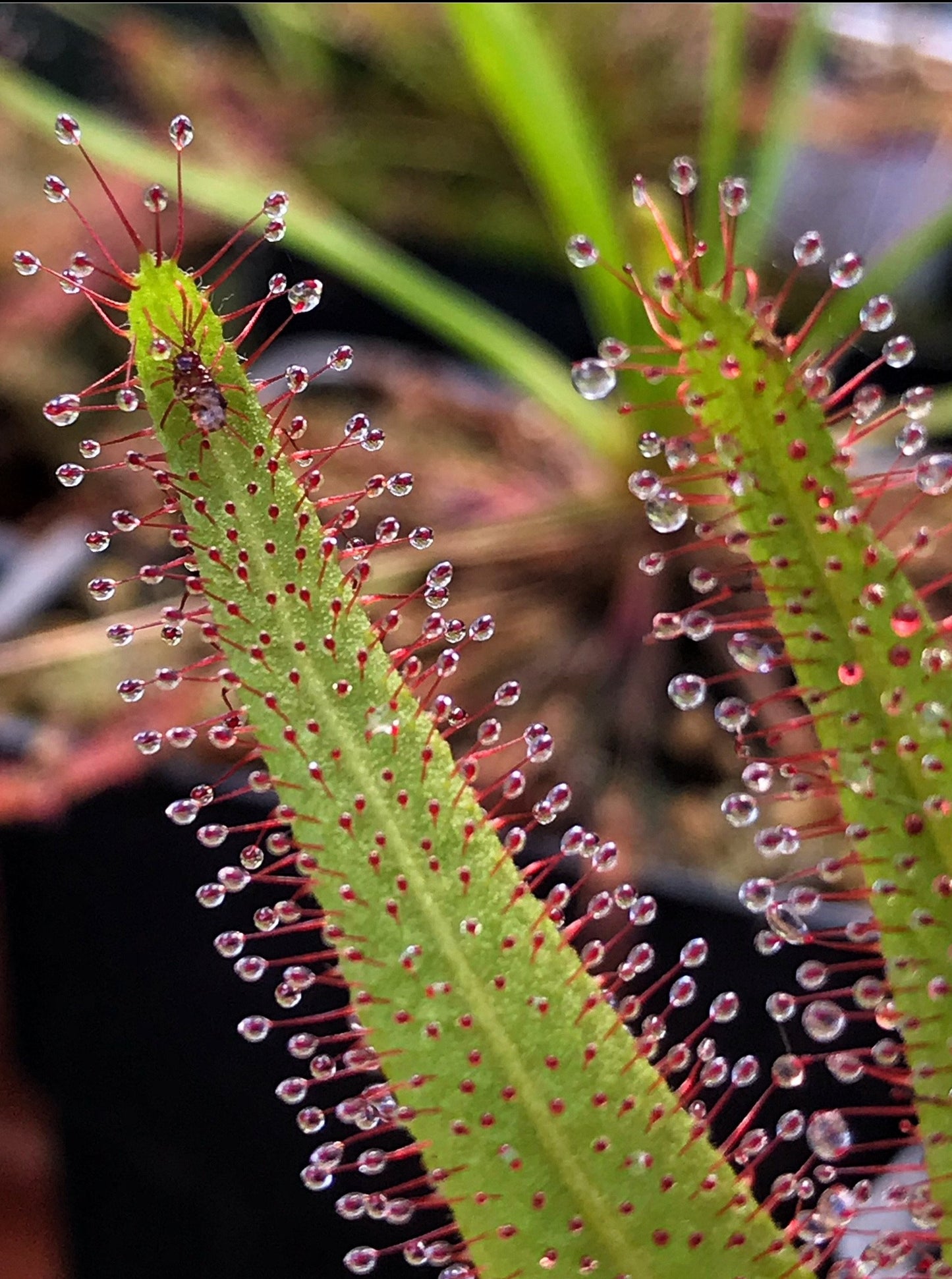 Drosera adelae