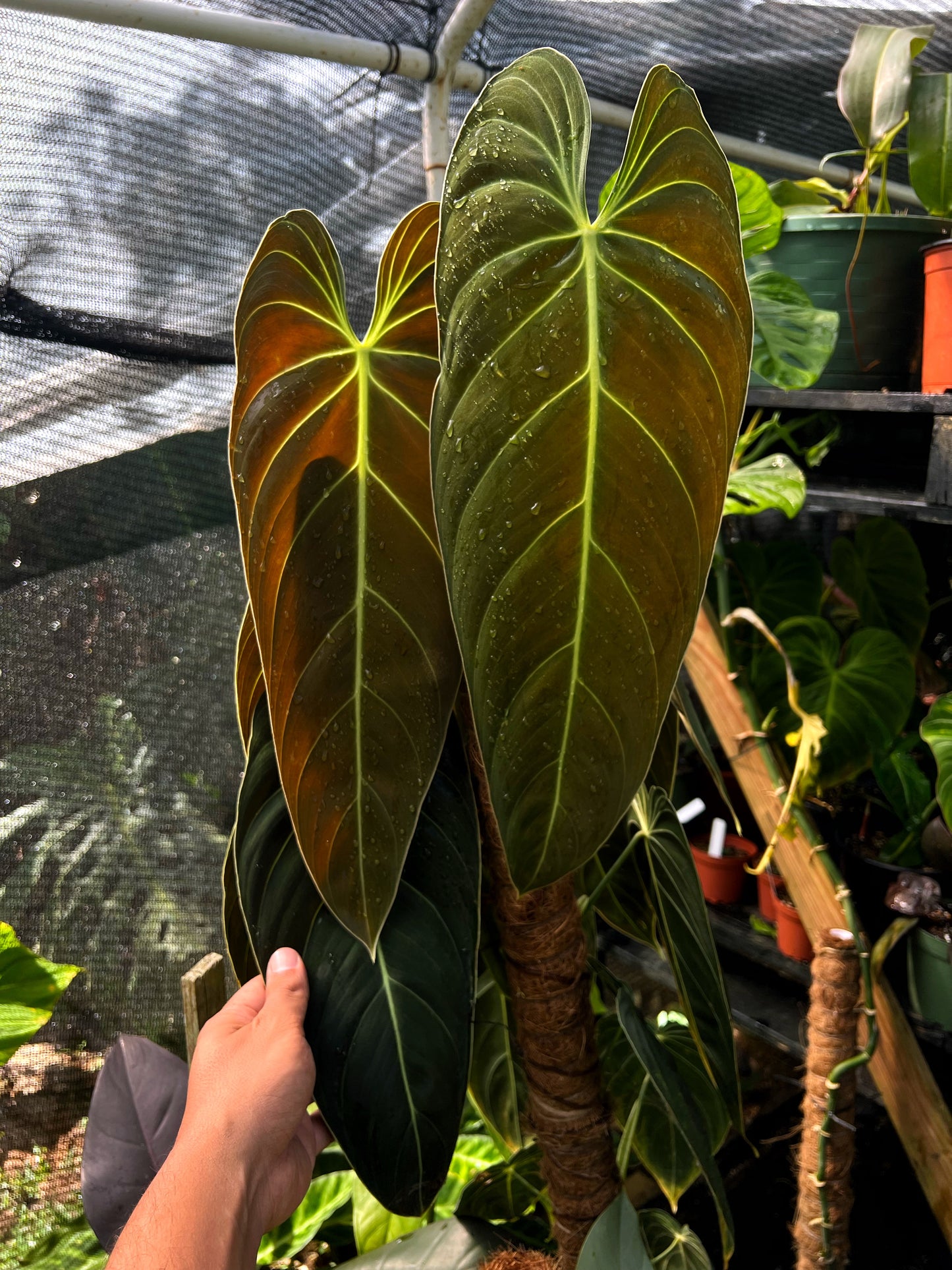 Philodendron melanochrysum