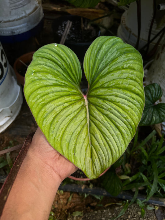 Philodendron mamei