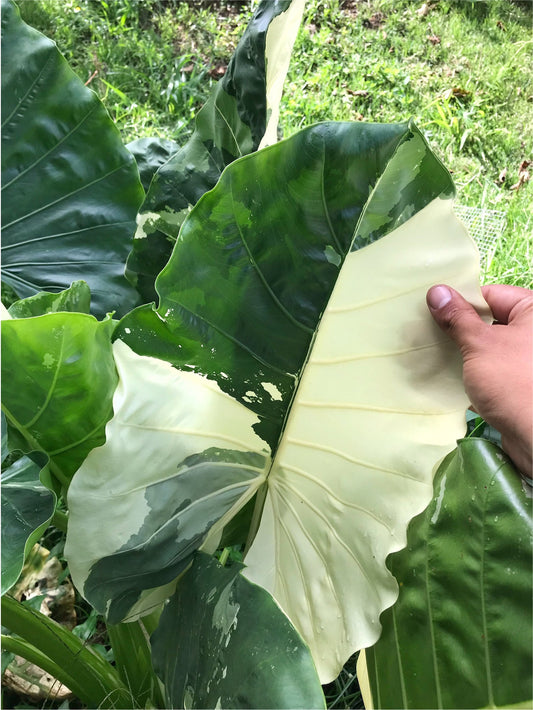 Alocasia macrorrhiza variegata