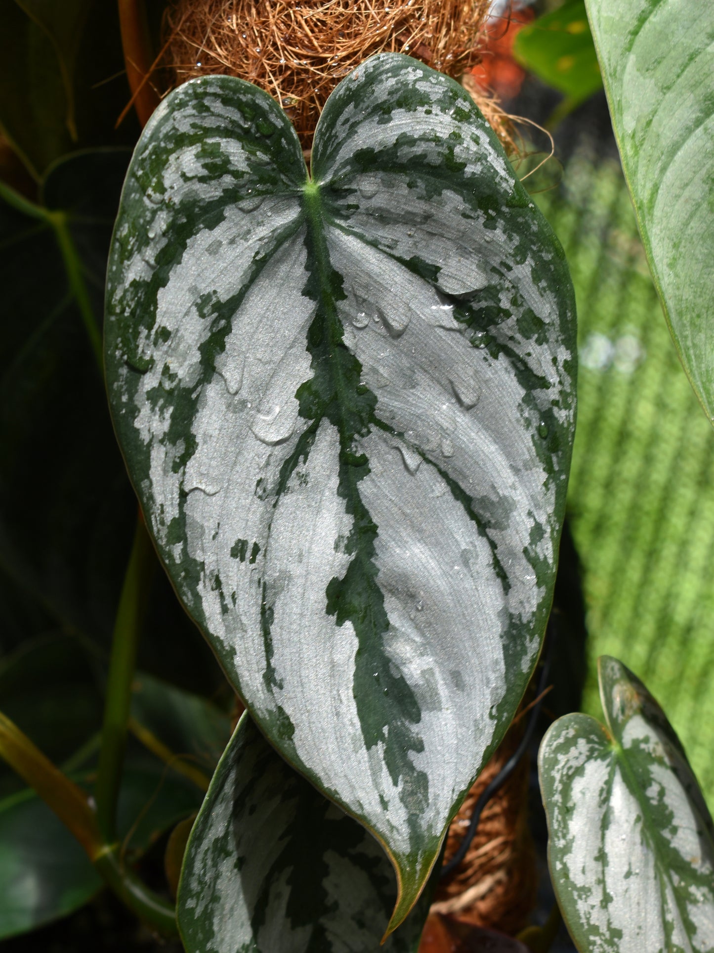 Philodendron brandtianum