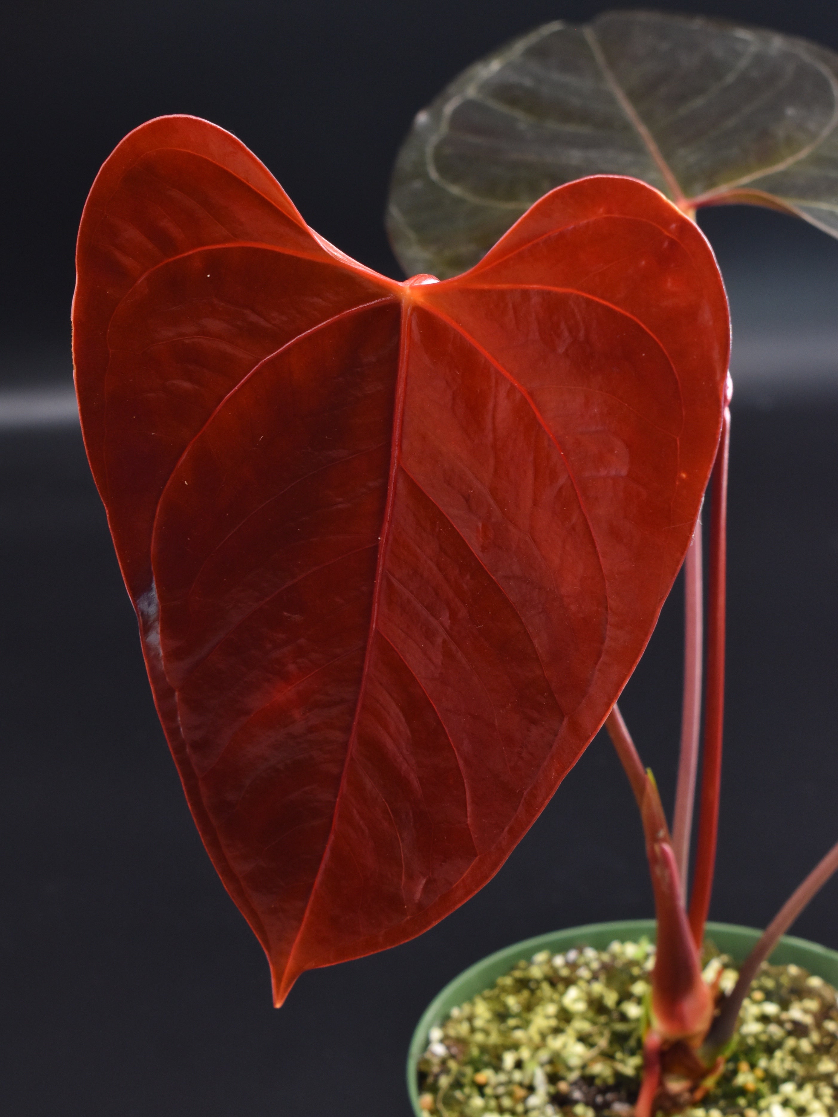 Anthurium SP. No ID- selling Medium