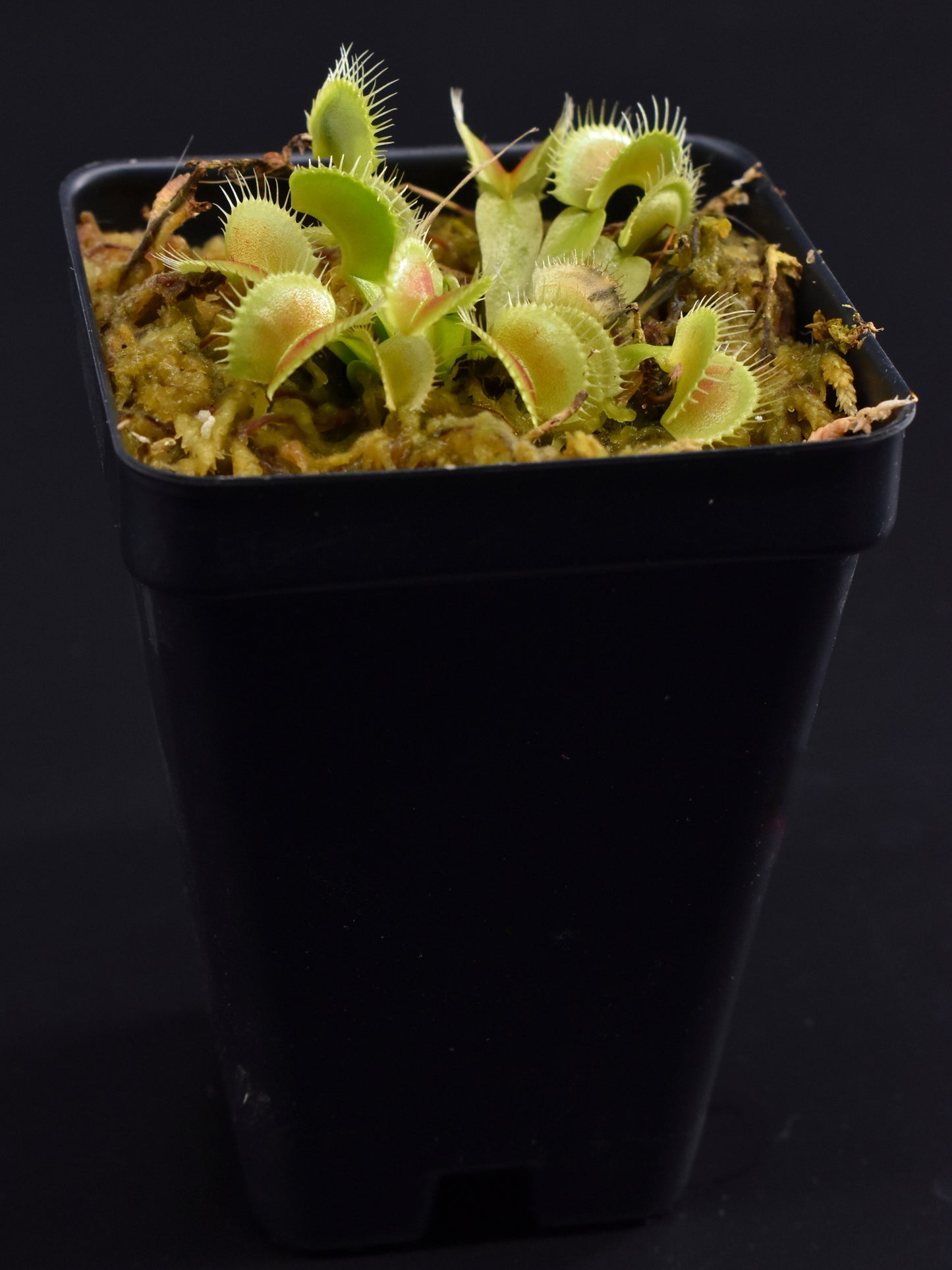 Dionaea muscipula The Venus Flytrap