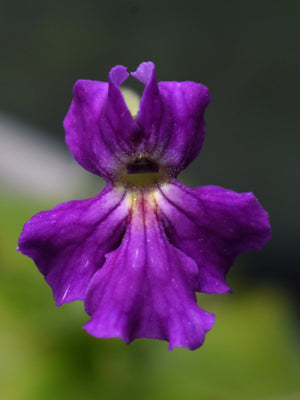 P. rotundiflora x hemiepiphytica