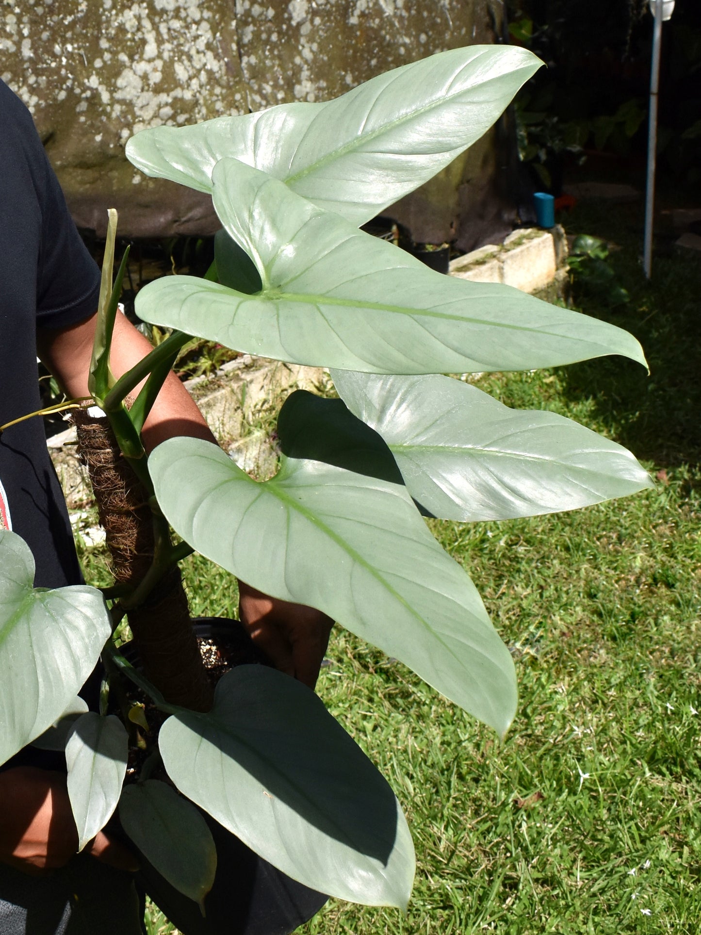 Philodendron hastatum ‘Silver Sword’