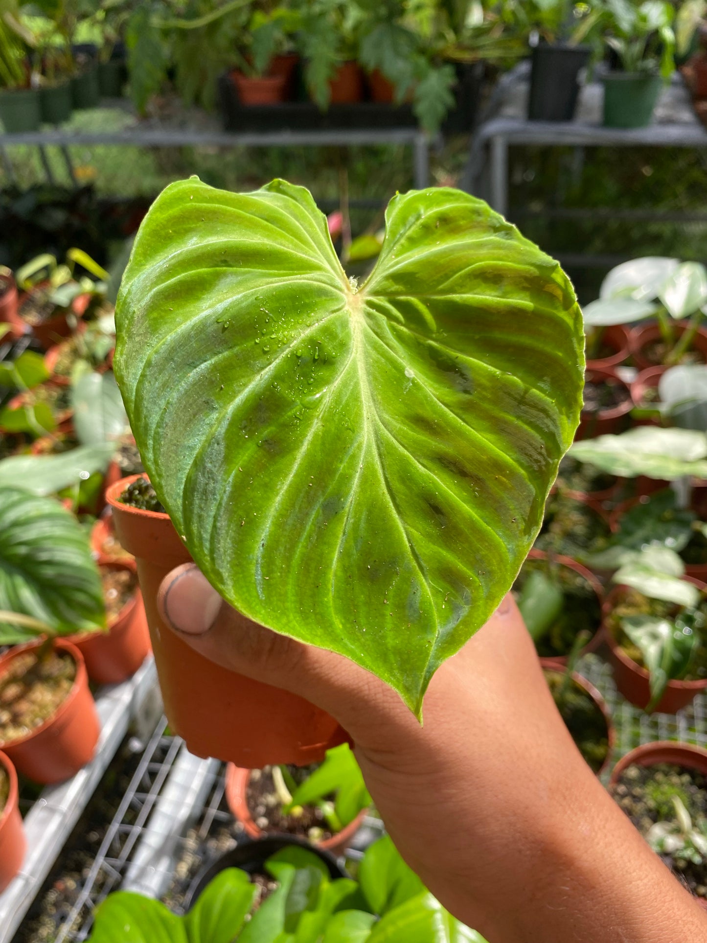 Philodendron verrucosum