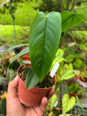 Philodendron sharoniae ‘Mosquera’