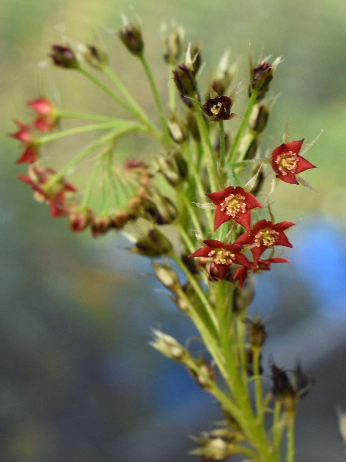 Drosera adelae ‘Giant’