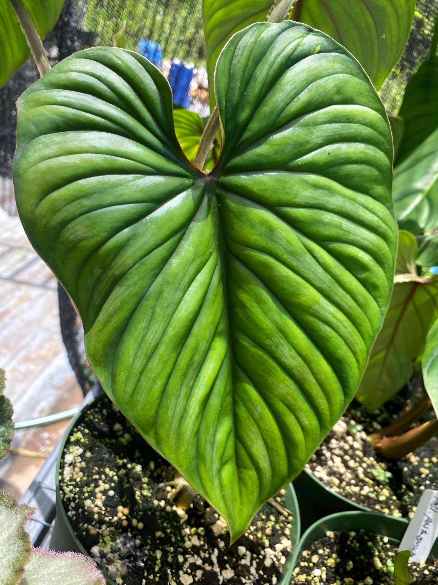 Philodendron plowmanii