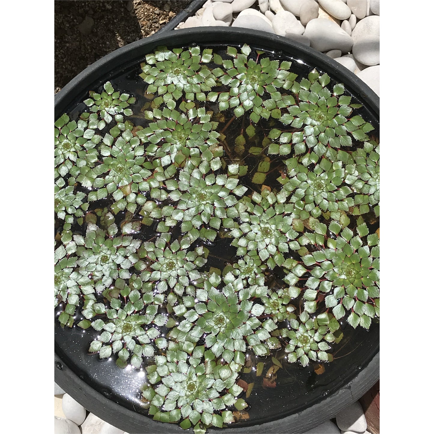 Ledwigia sedoides