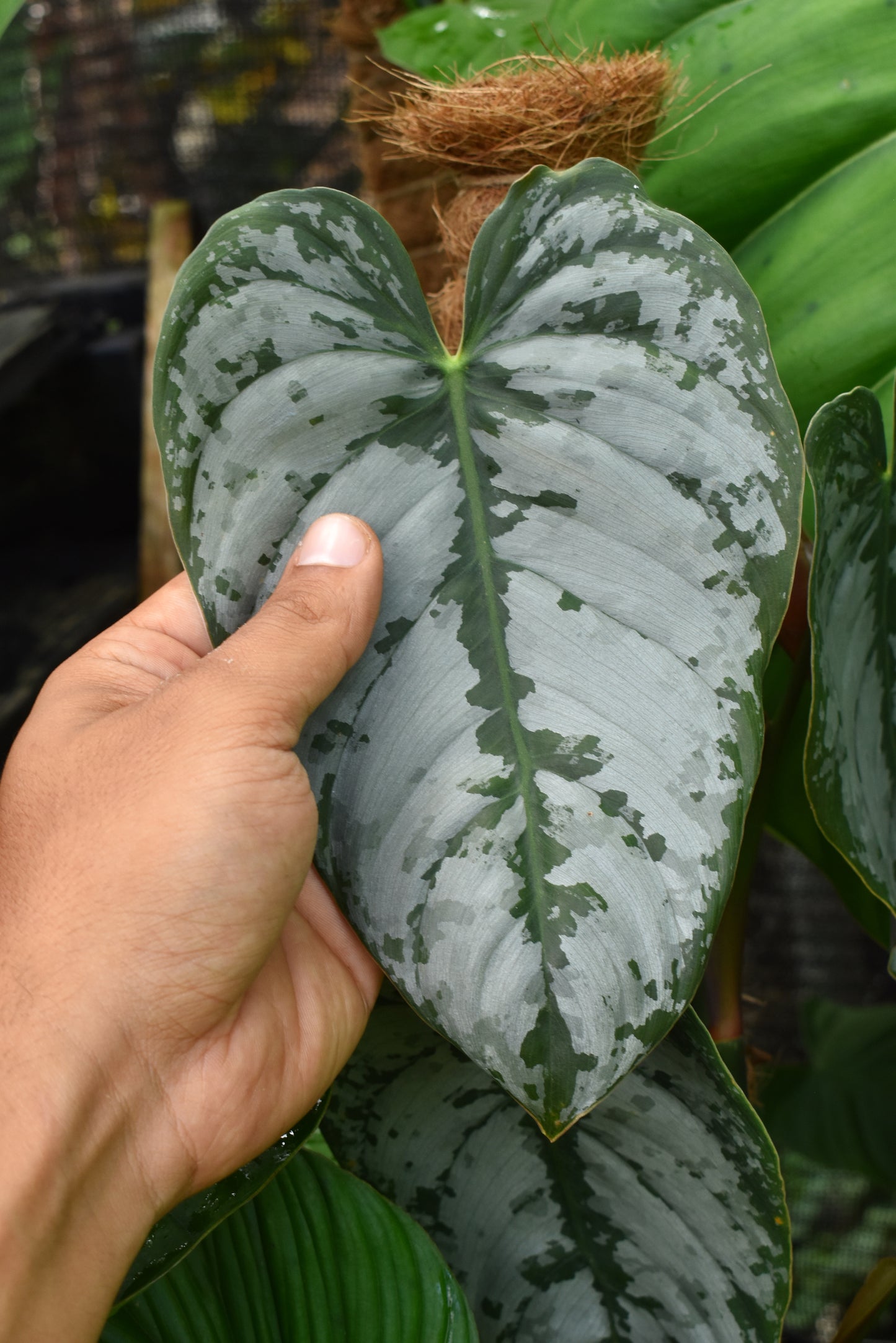 Philodendron brandtianum