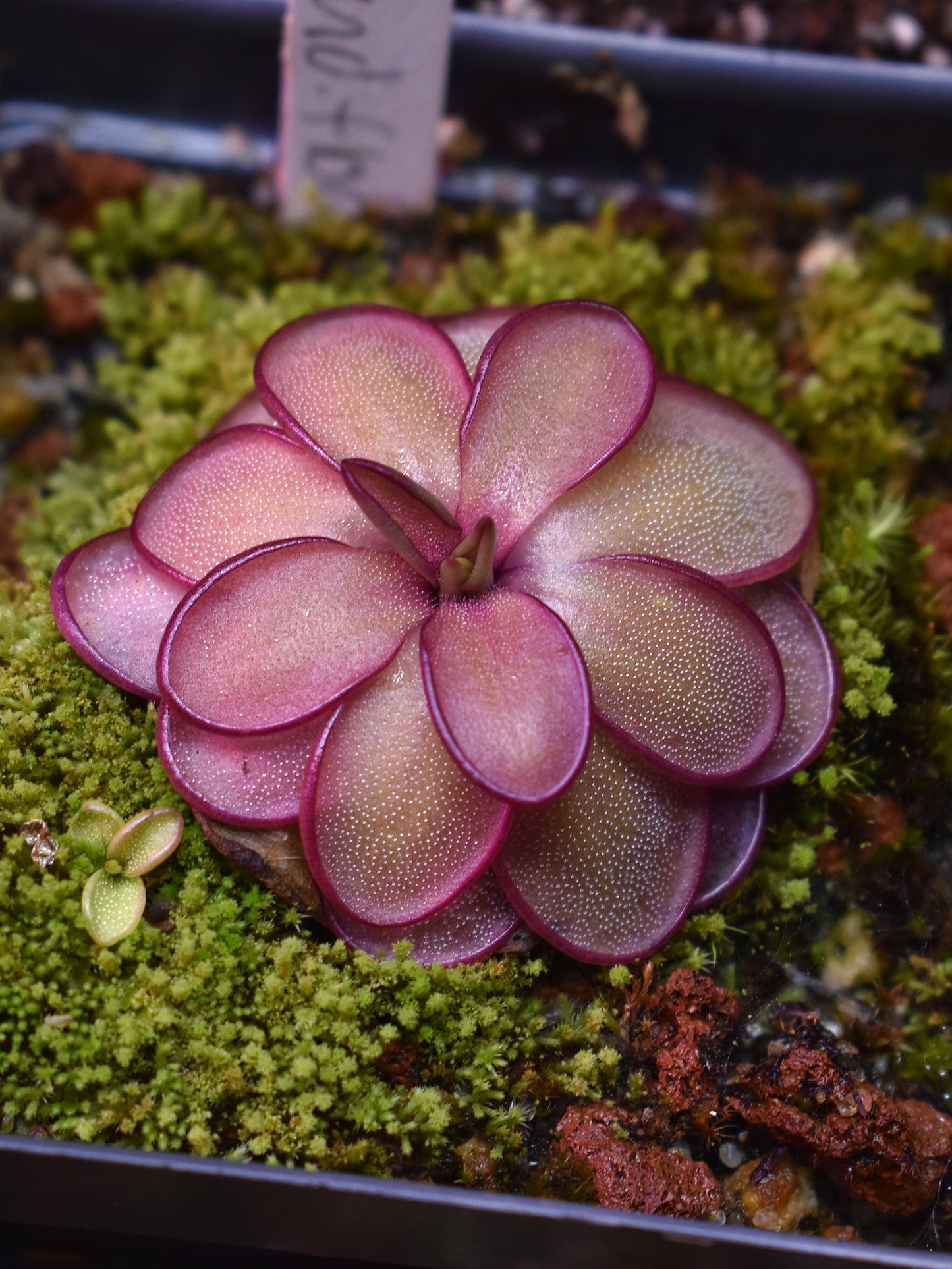 P. laueana x emarginata