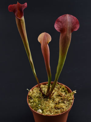 Sarracenia areolata x rubra