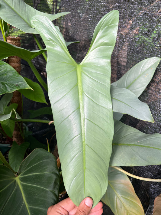 Philodendron hastatum ‘Silver Sword’