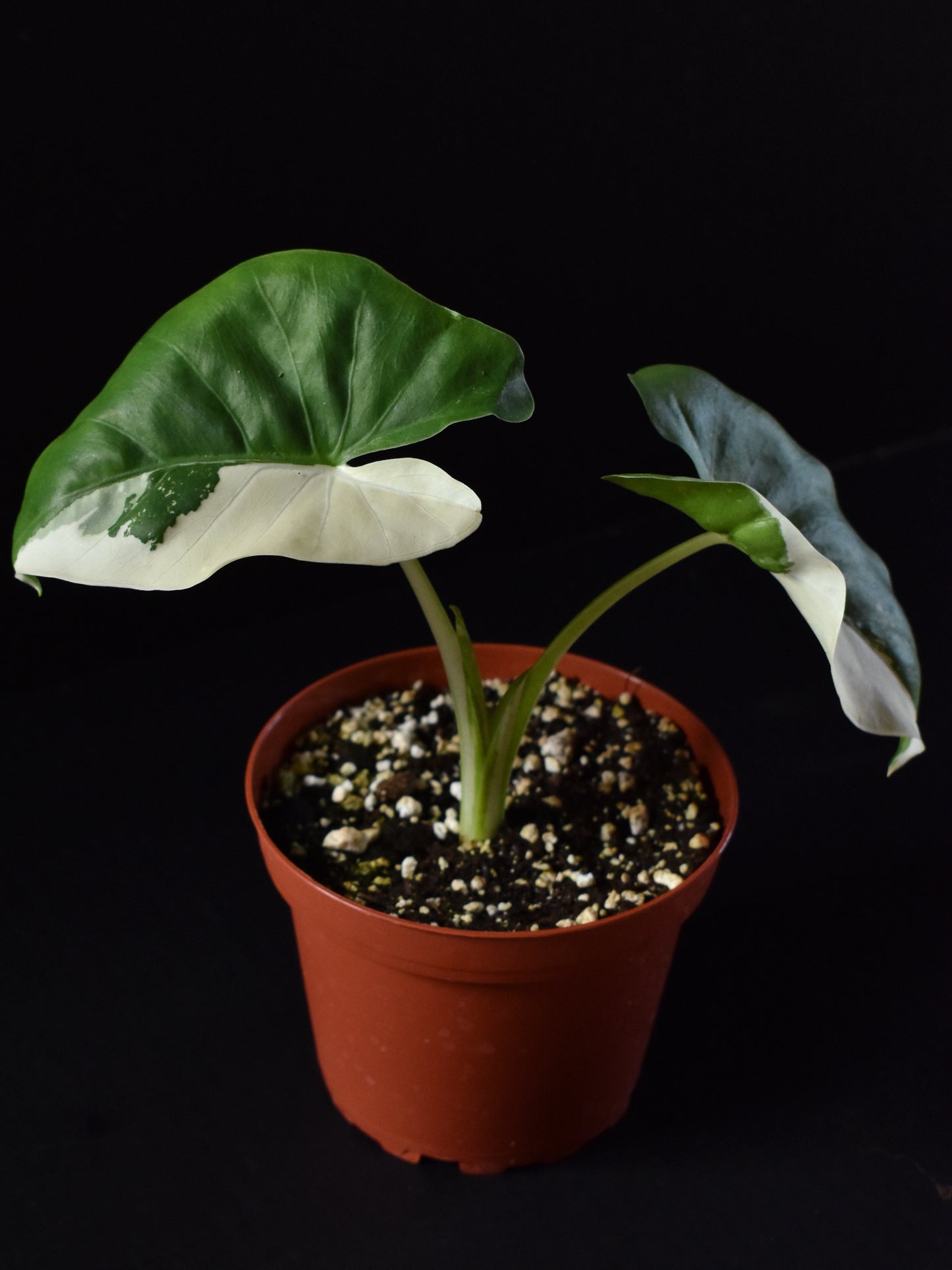 Alocasia macrorrhiza variegata