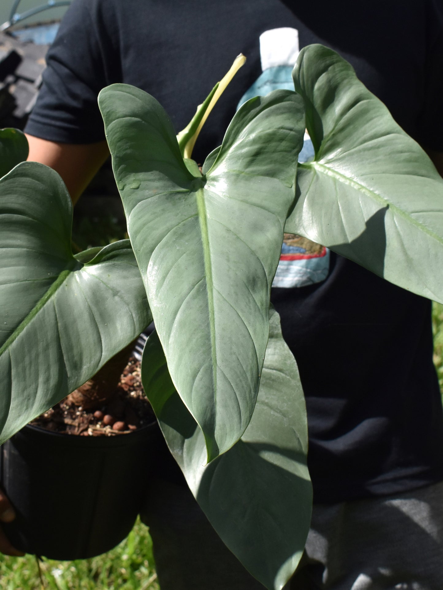 Philodendron hastatum ‘Silver Sword’