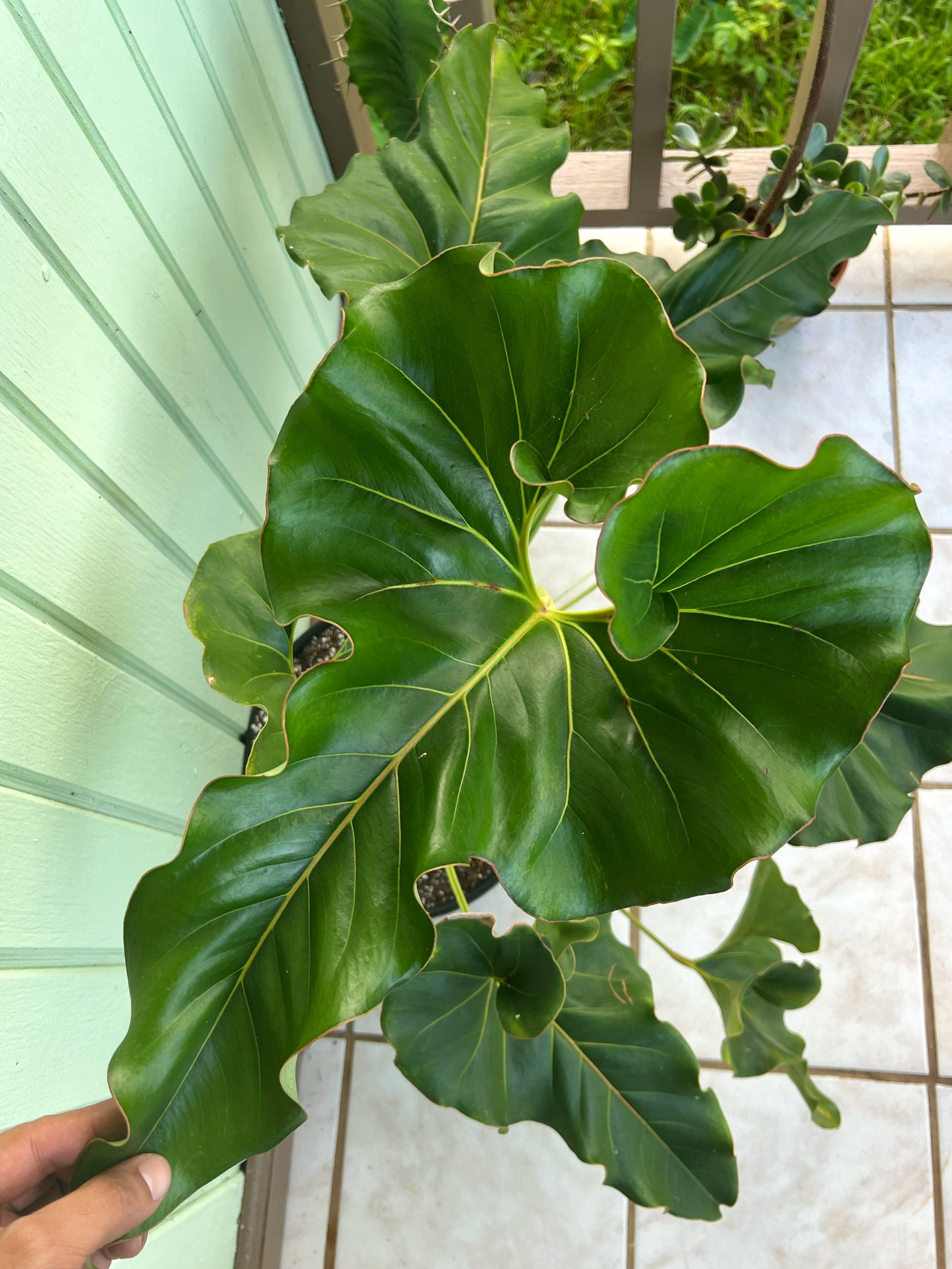 Anthurium brownii