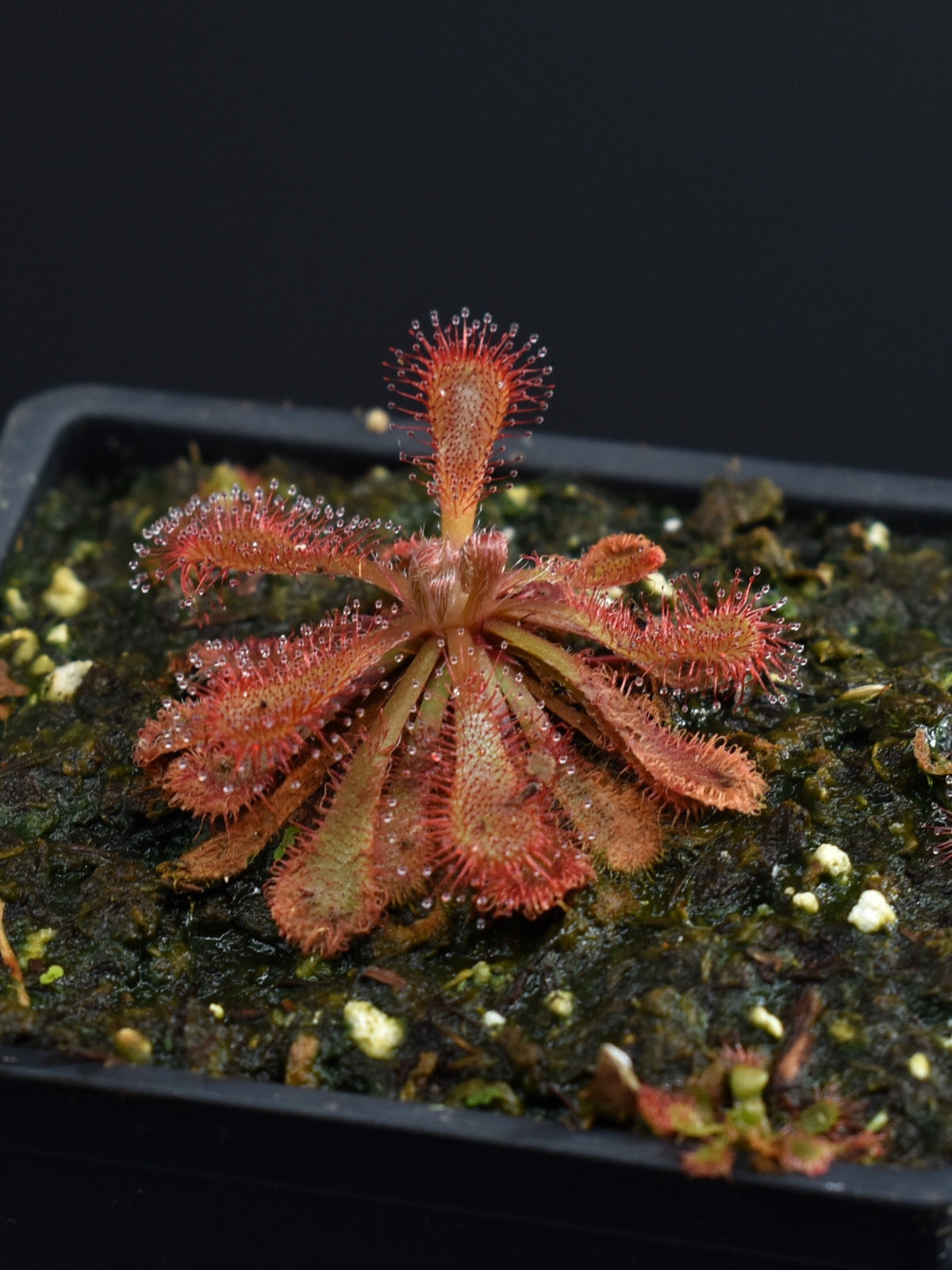 Drosera spathulata var. lovellae