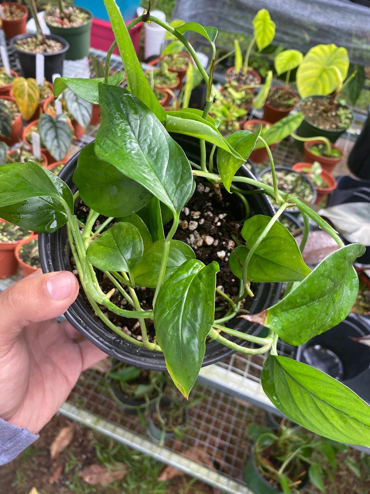 Monstera acacoyaguensis (Fresh cuttings)
