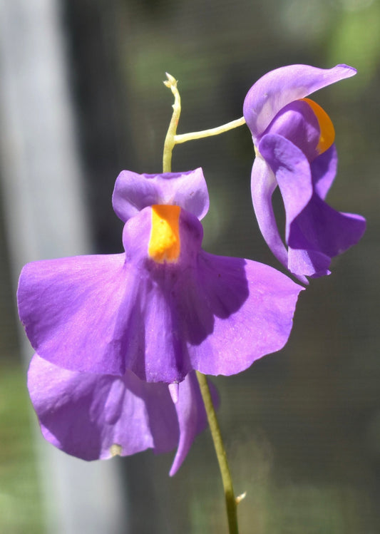 Utricularia longifolia