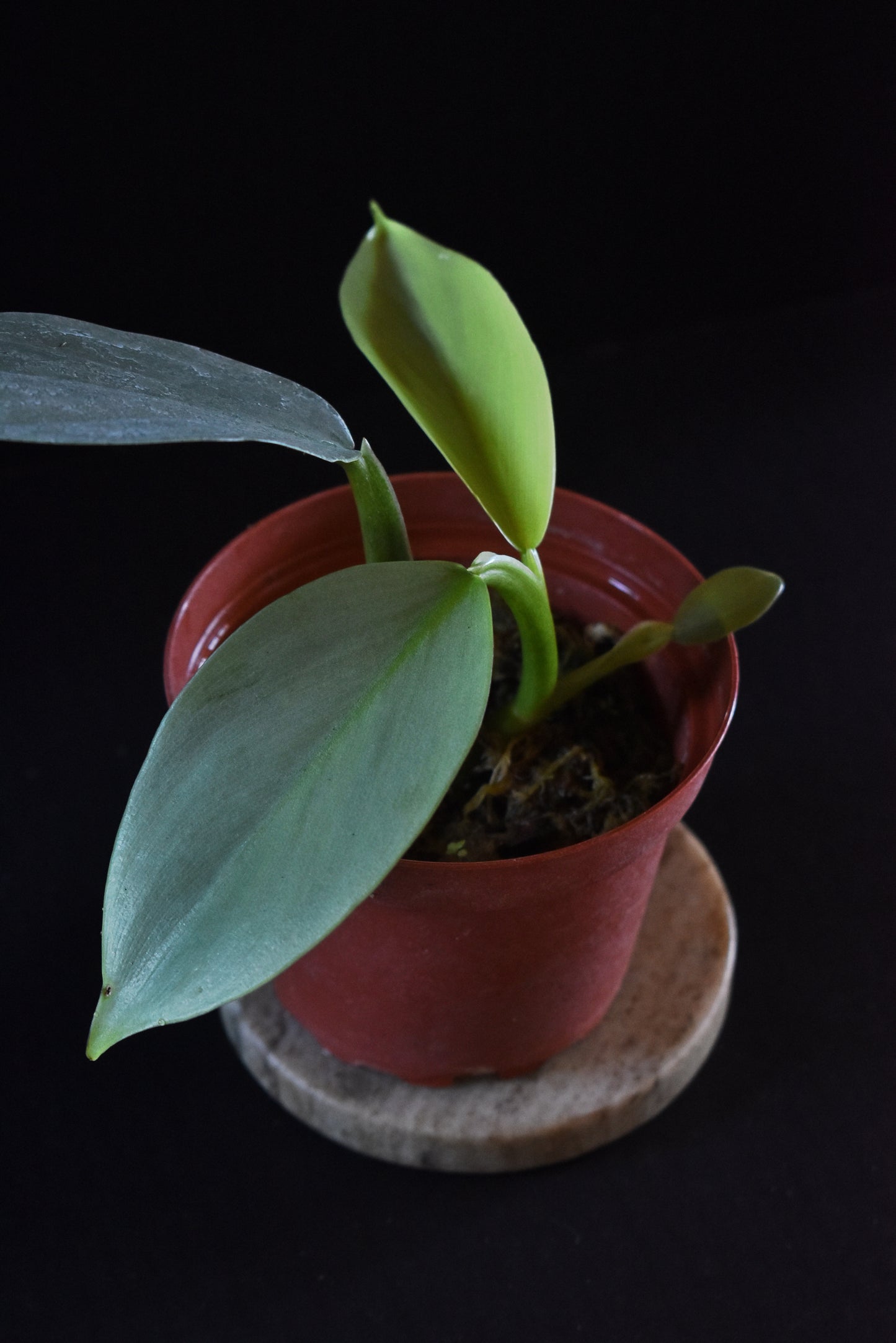 Philodendron hastatum ‘Silver Sword’