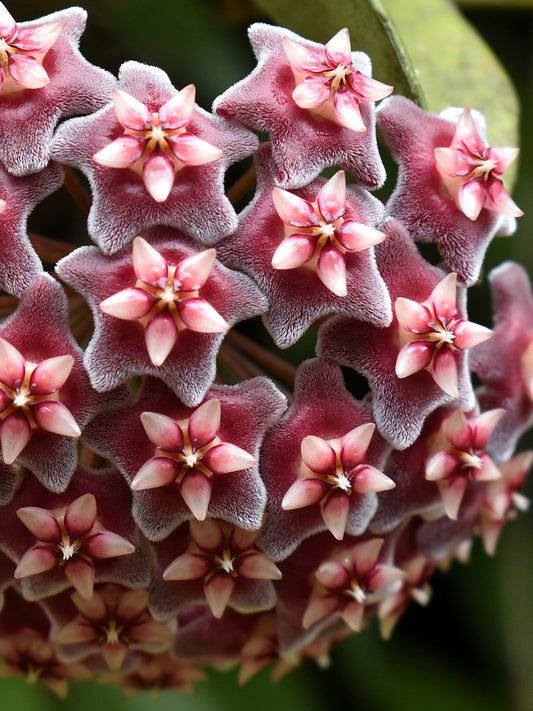 Hoya pubicalix