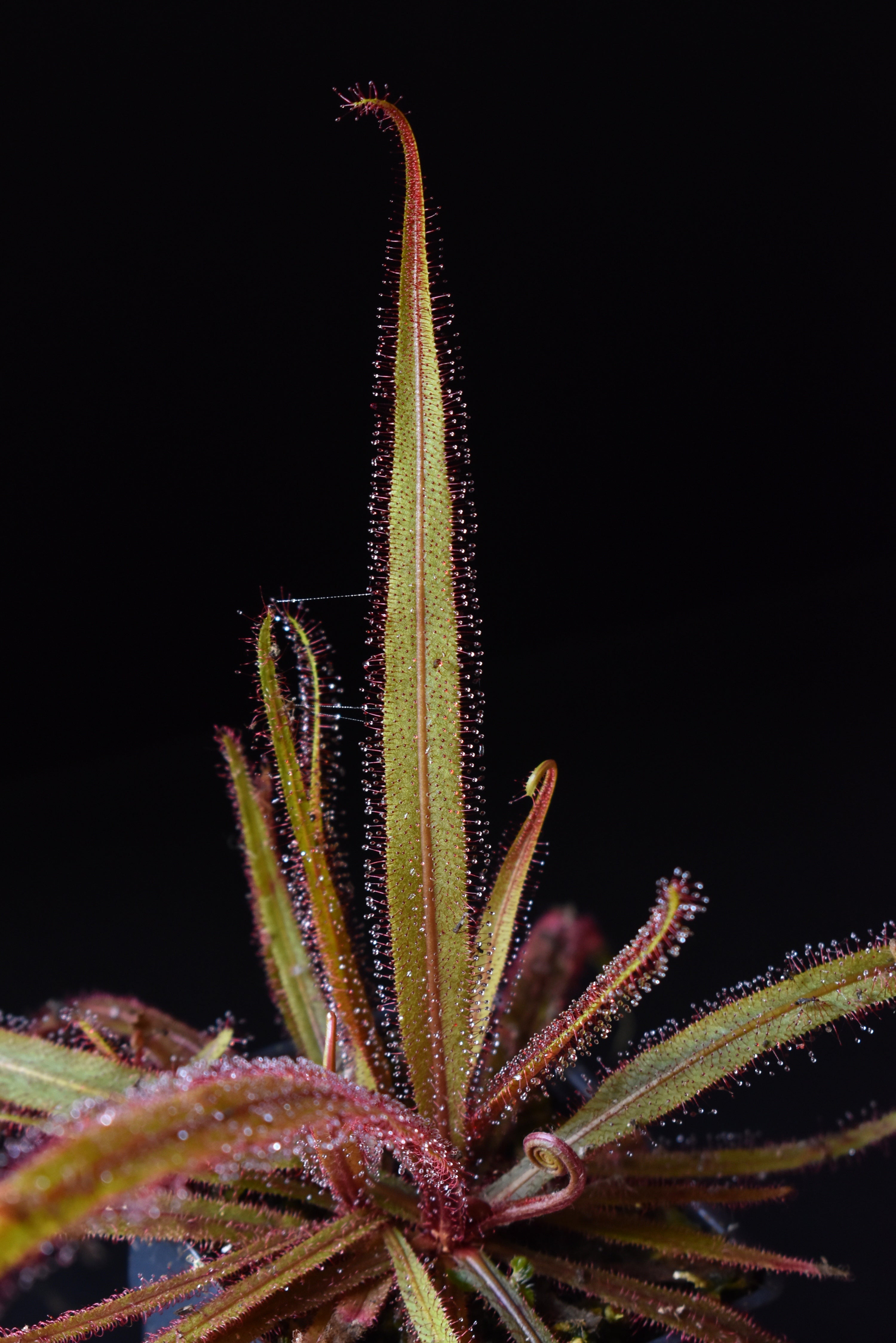 Drosera adelae ‘Giant’ – Jurassic Plants PR