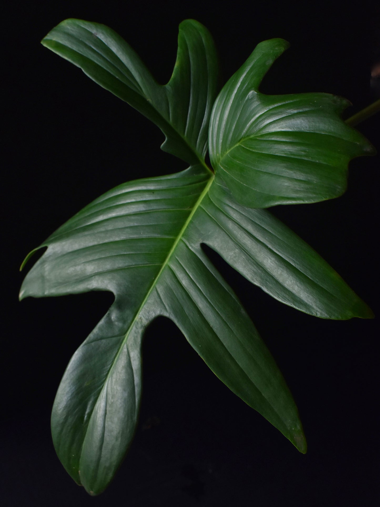 Philodendron pedatum