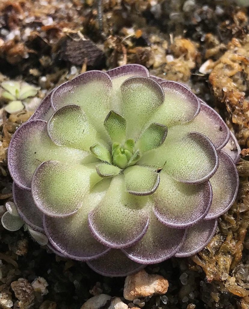 Pinguicula cyclosecta