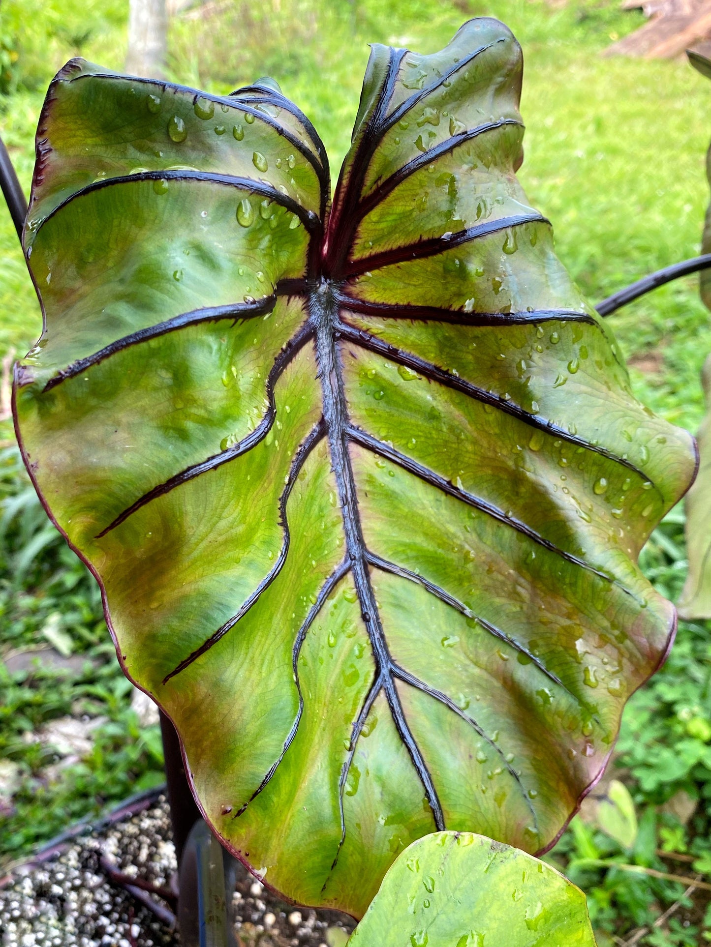 Colocasia ‘Pharaoh’s Mask’