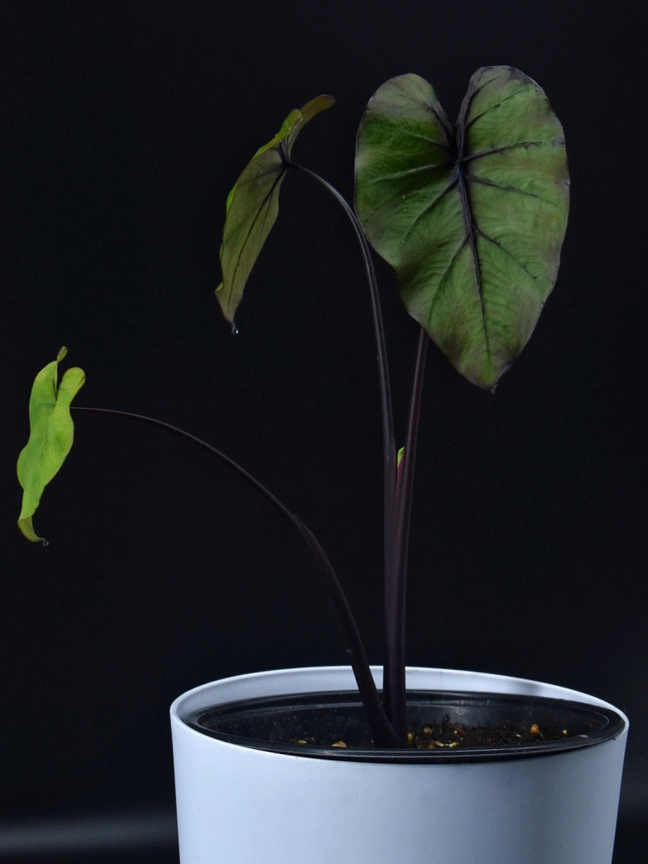 Colocasia ‘Pharaoh’s Mask’