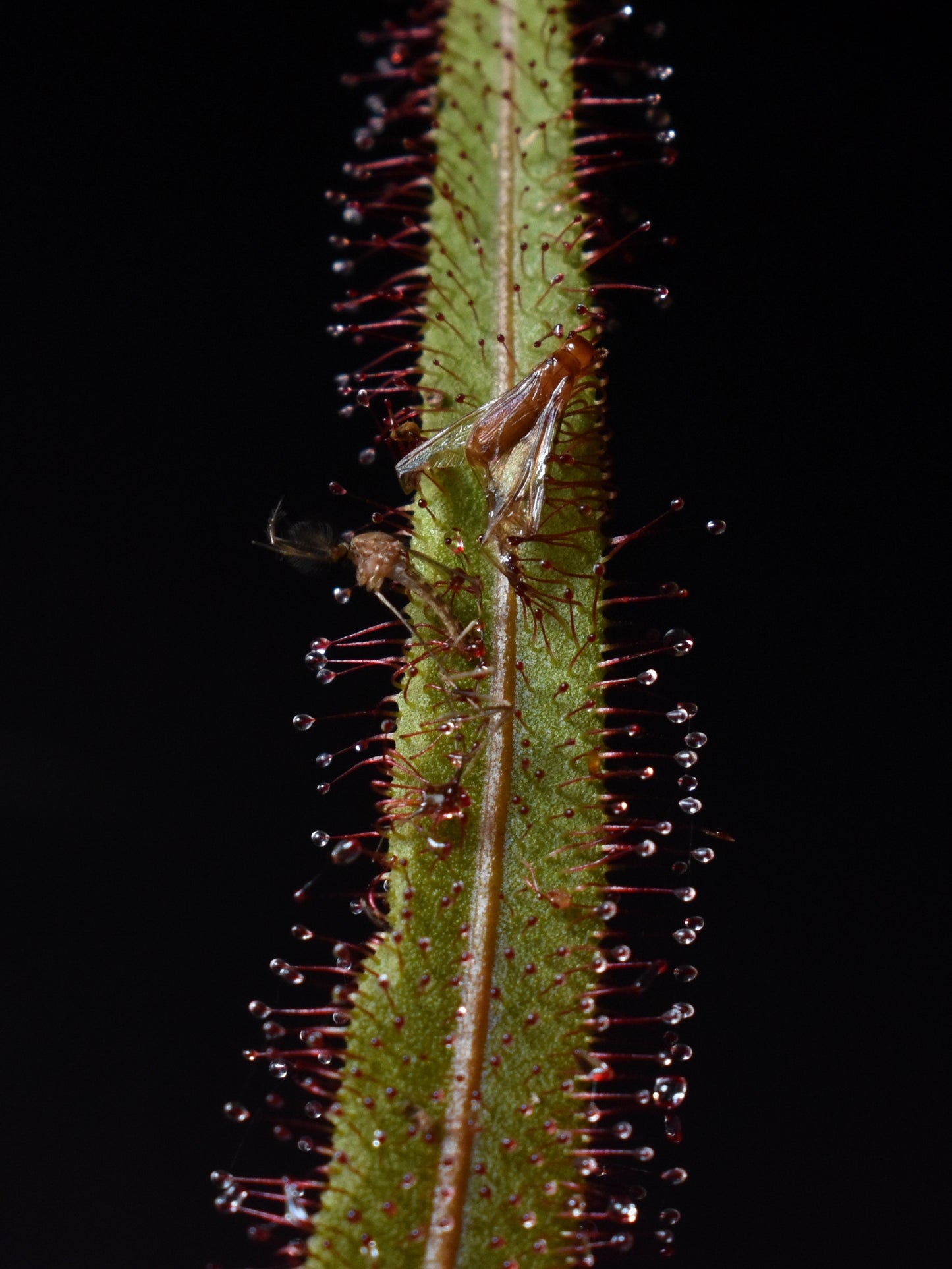 Drosera adelae ‘Giant’