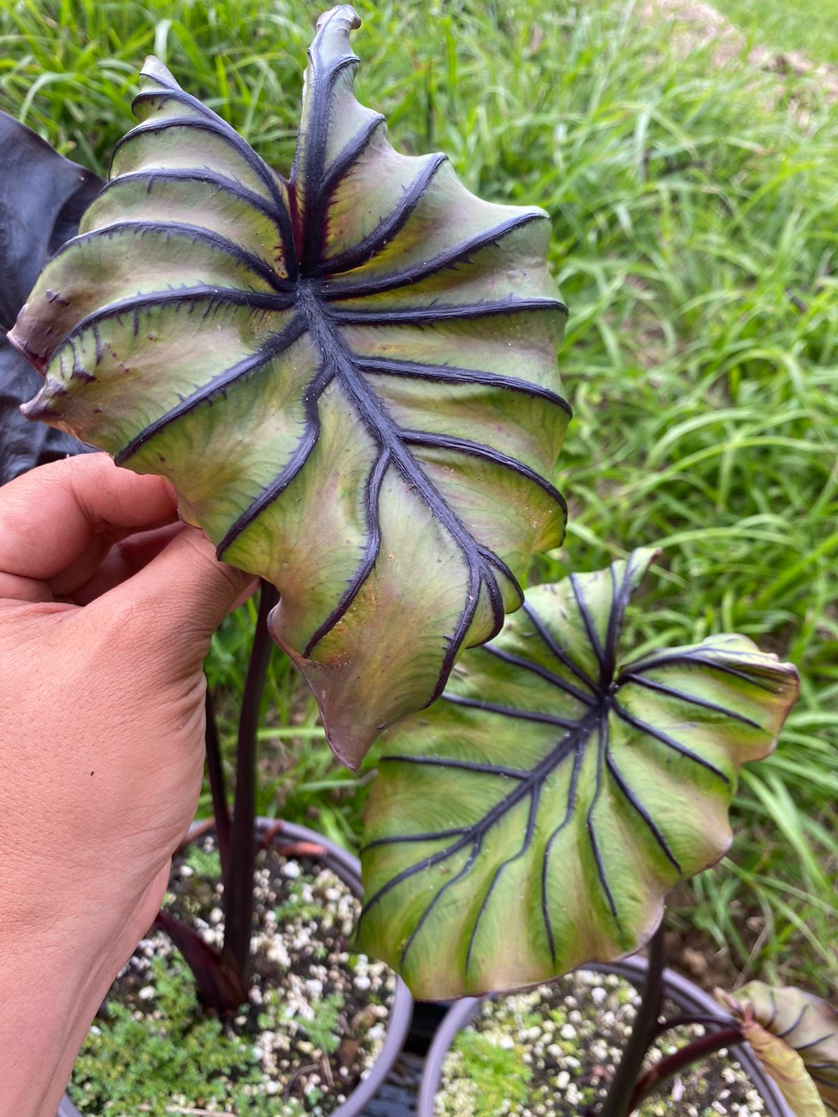 Colocasia ‘Pharaoh’s Mask’