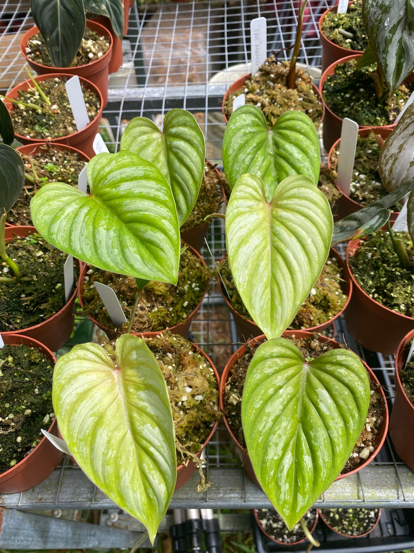 Philodendron mamei