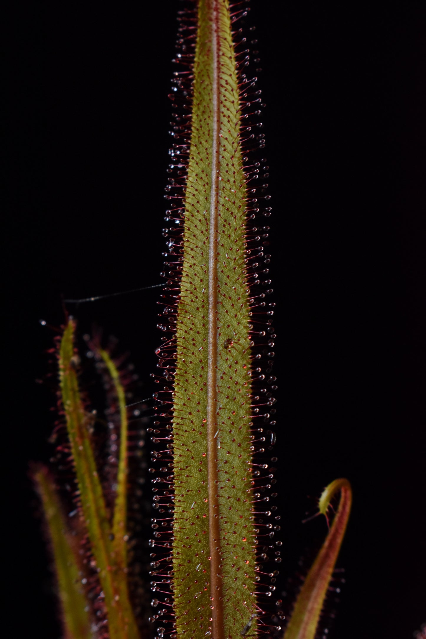 Drosera adelae ‘Giant’