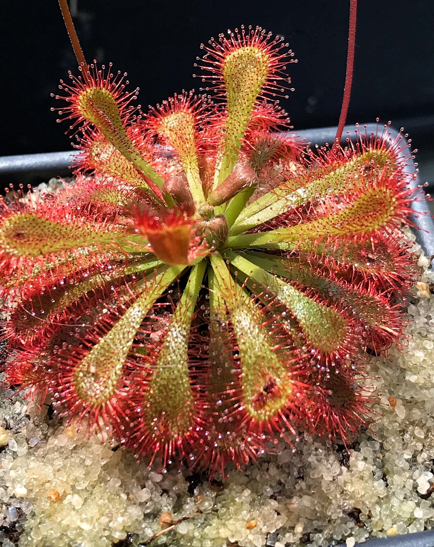 Drosera spathulata var. lovellae