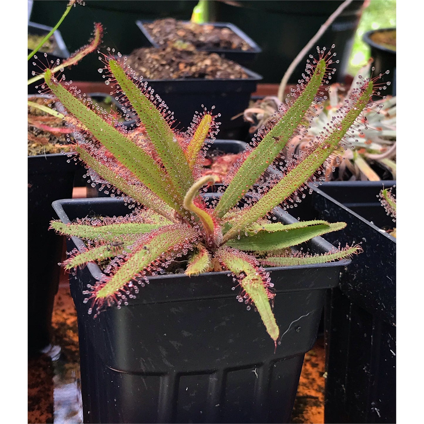 Drosera adelae