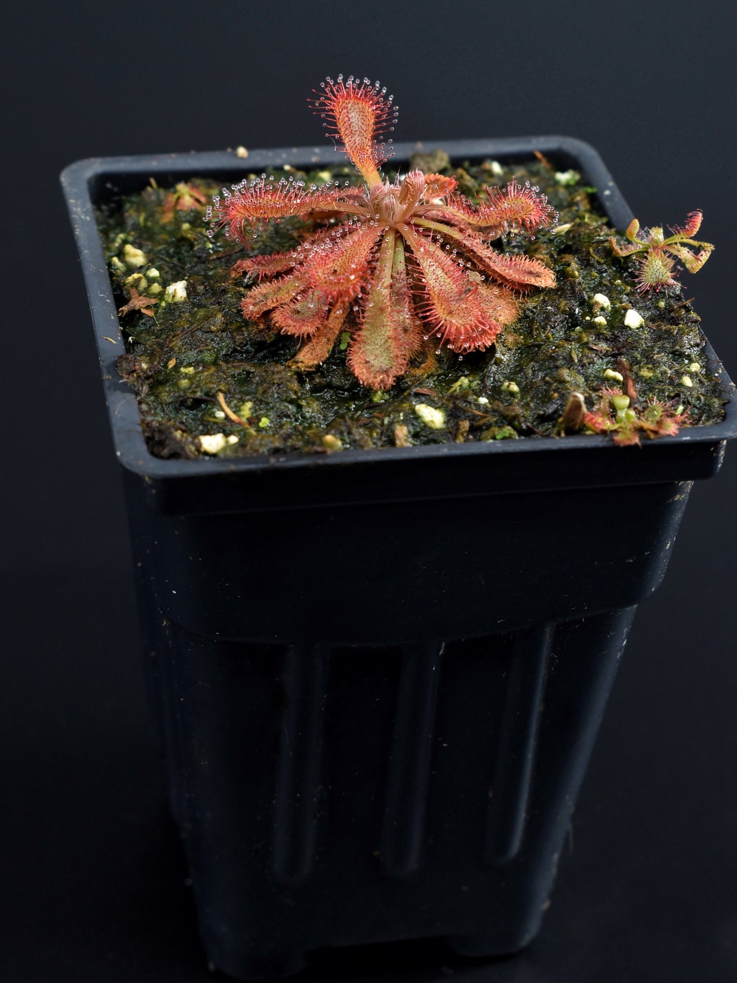 Drosera spathulata var. lovellae