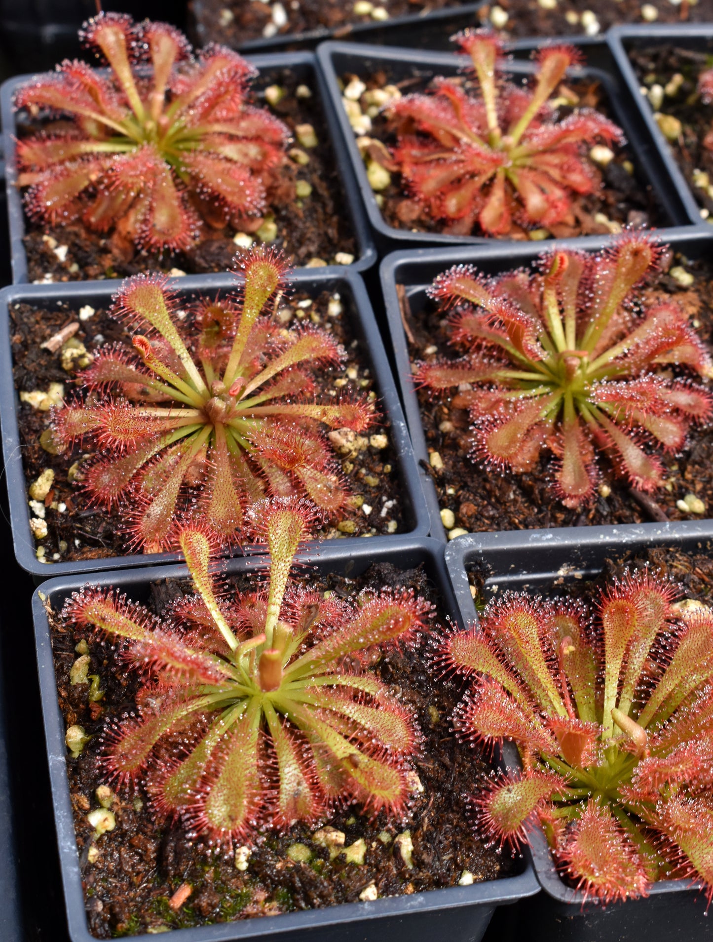 Drosera spathulata var. lovellae
