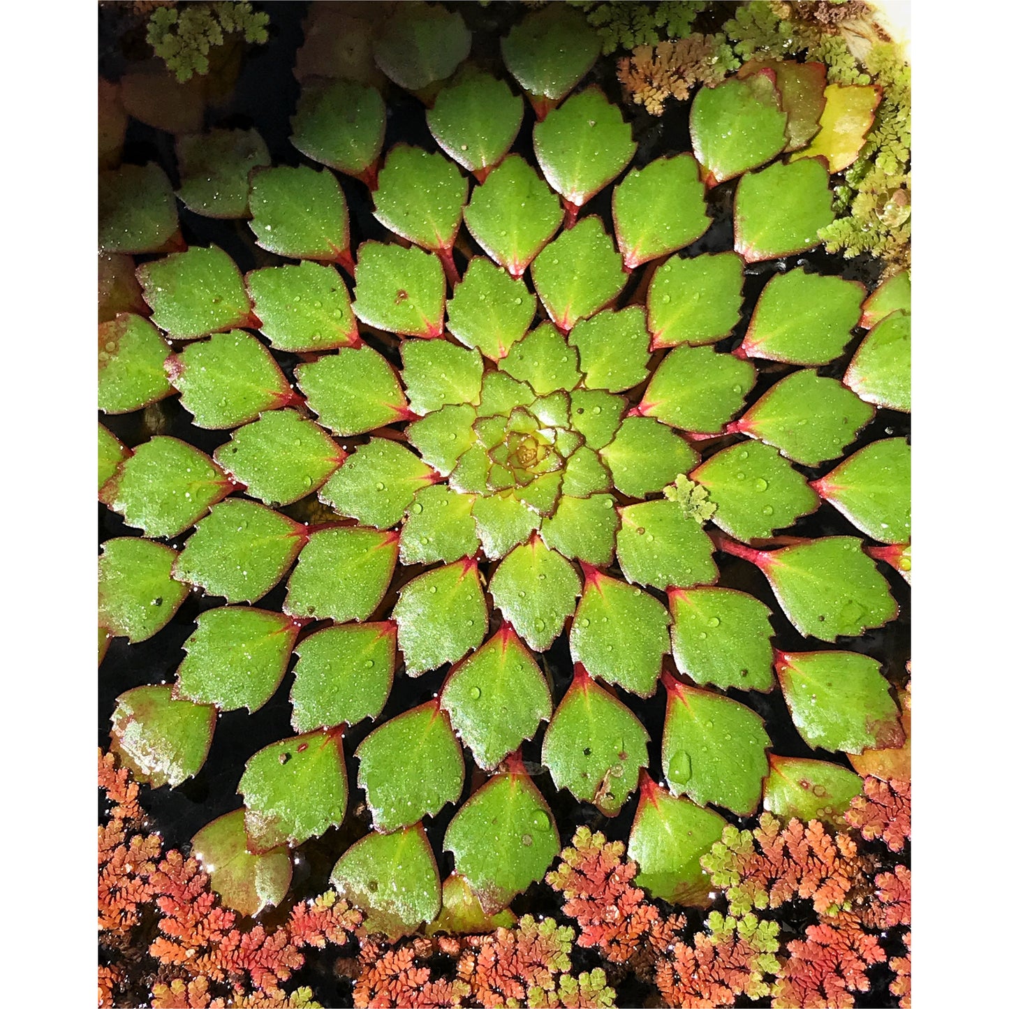 Ledwigia sedoides