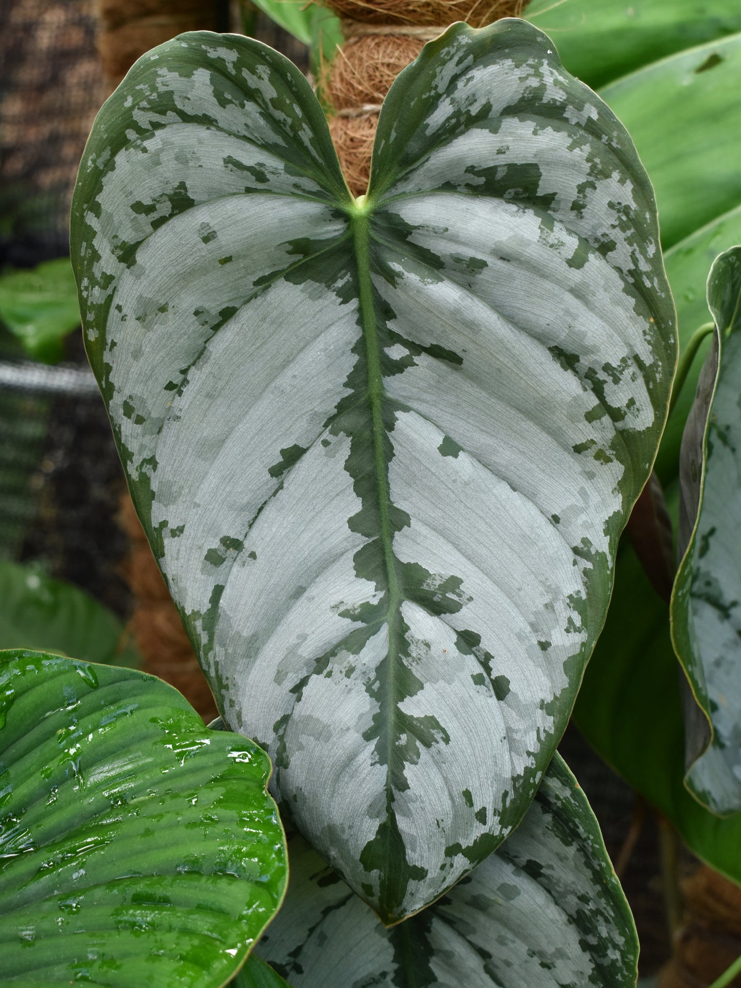 Philodendron brandtianum