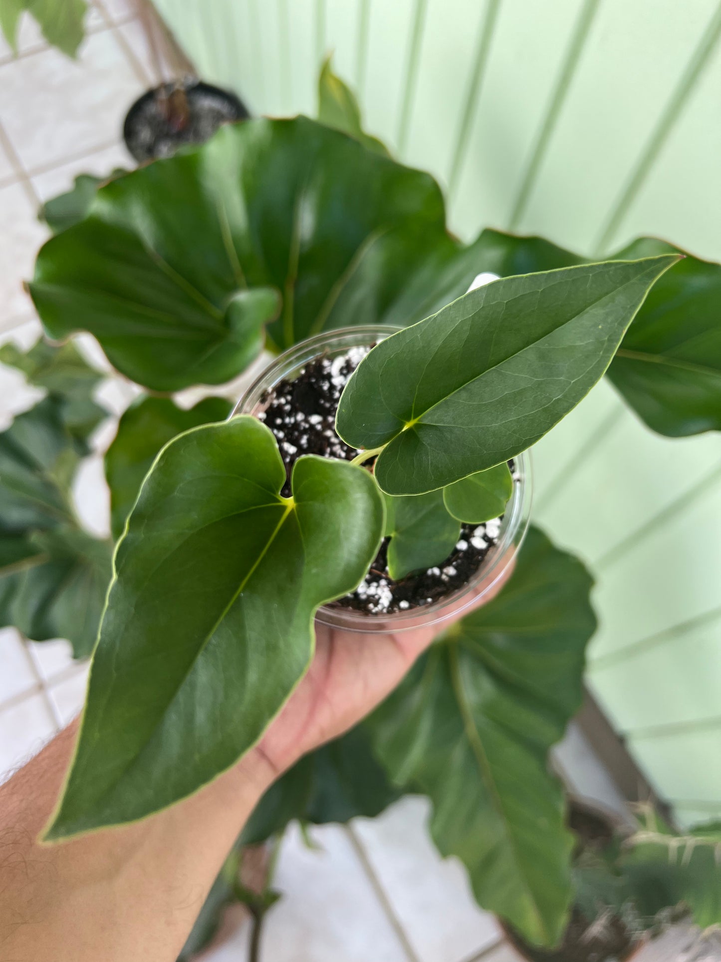 Anthurium brownii