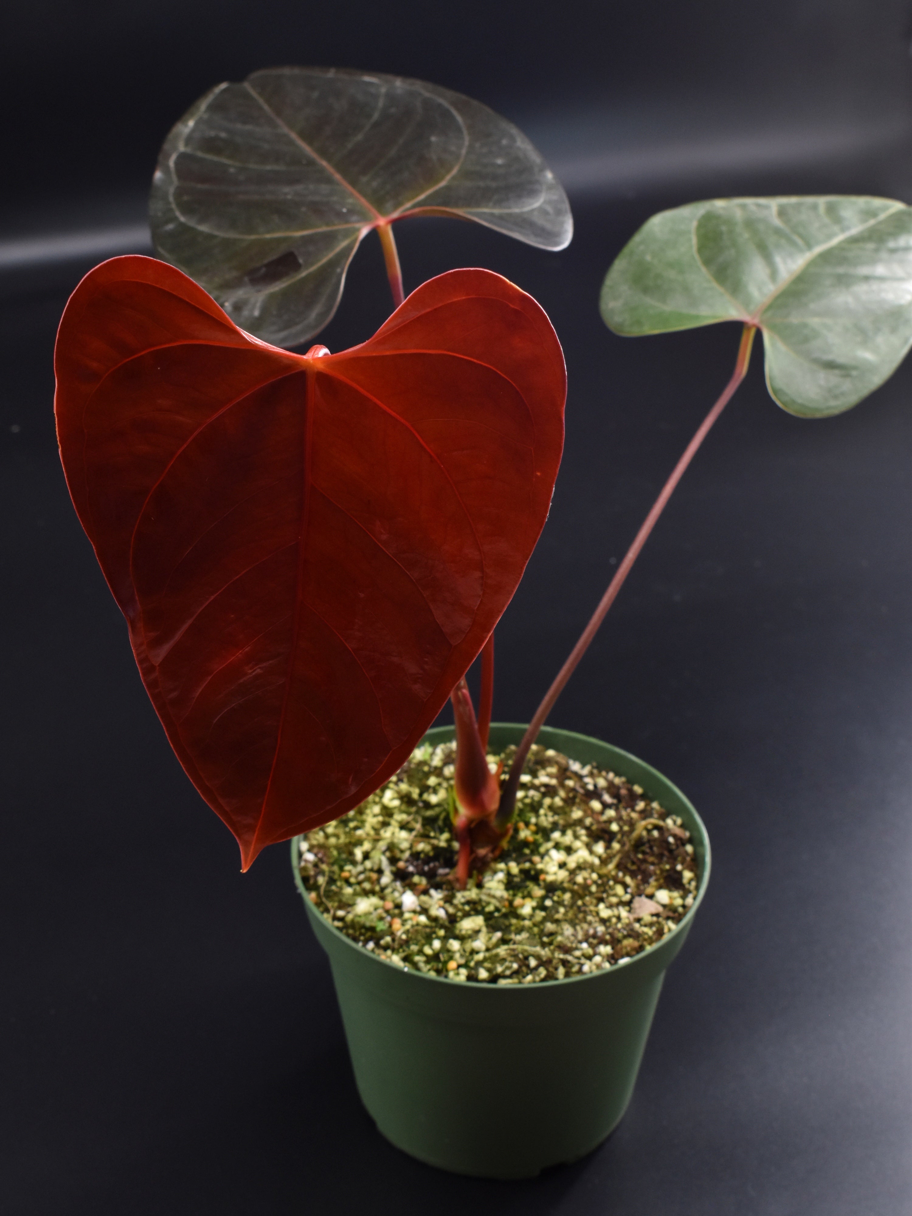 Anthurium SP. No fashion ID- Medium