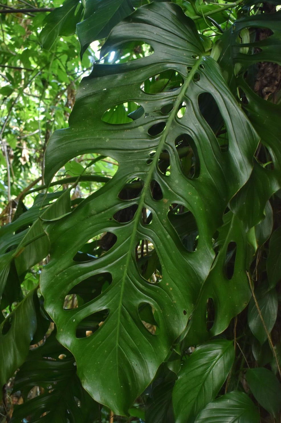 Monstera acacoyaguensis (Fresh cuttings)