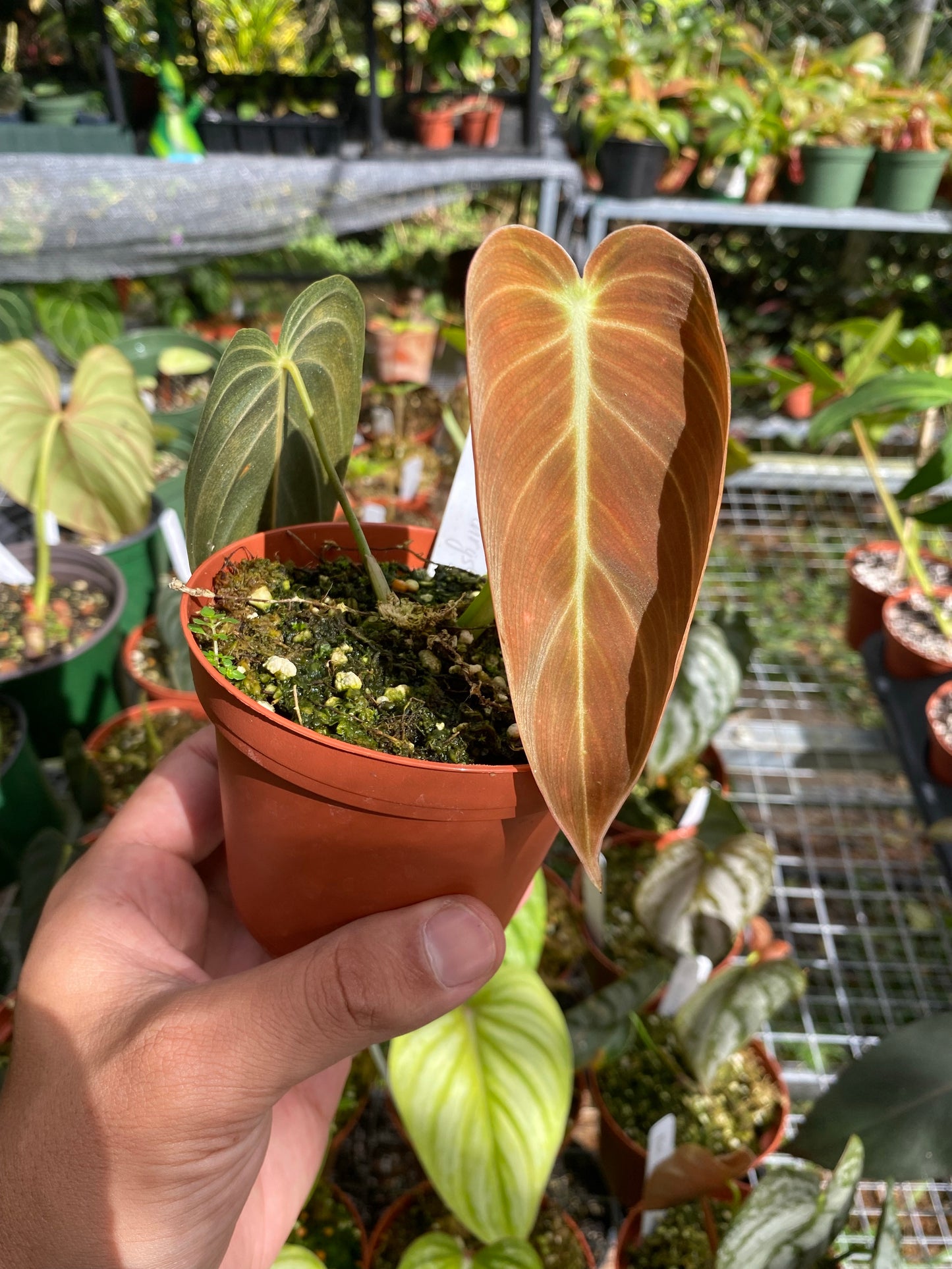 Philodendron melanochrysum