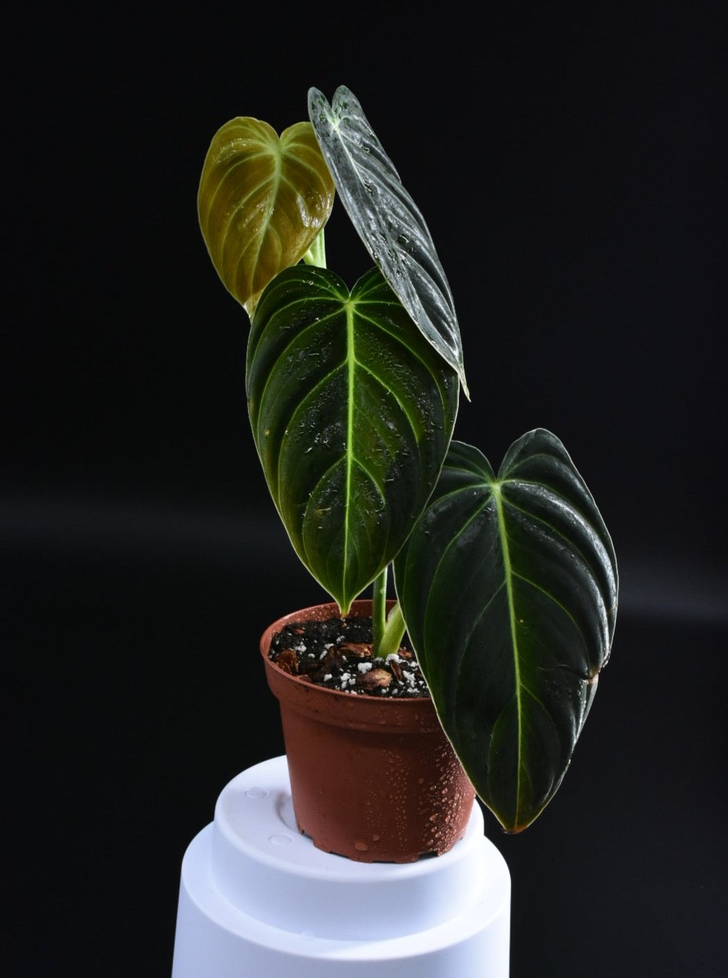 Philodendron melanochrysum